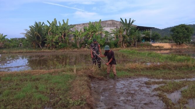
					Babinsa Koramil 01/Jaya Bantu Petani Siapkan Pembibitan Padi di Desa Meunasah Weh