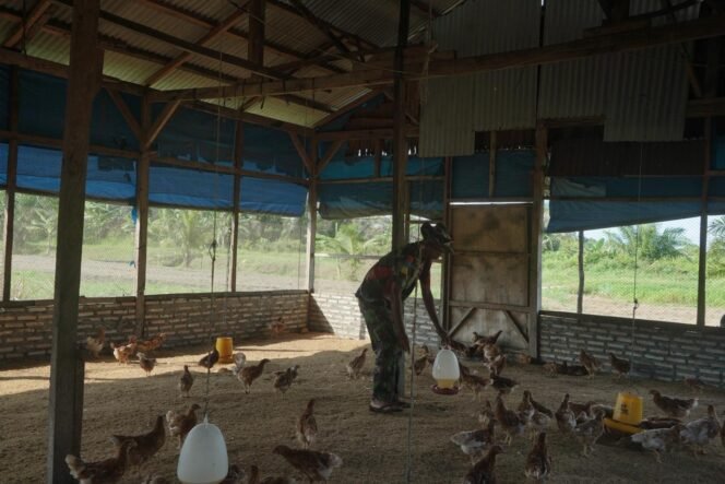 
					Korem 012/Teuku Umar Maksimalkan Lahan Pertanian dan Peternakan