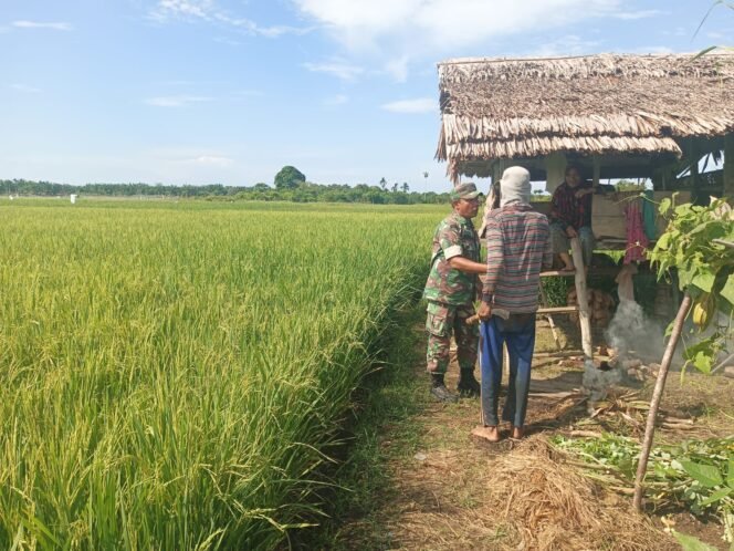 
					Babinsa 05/Panga Bantu Petani Halau Burung Pipit, Jaga Hasil Panen Padi di Gampong Harapan