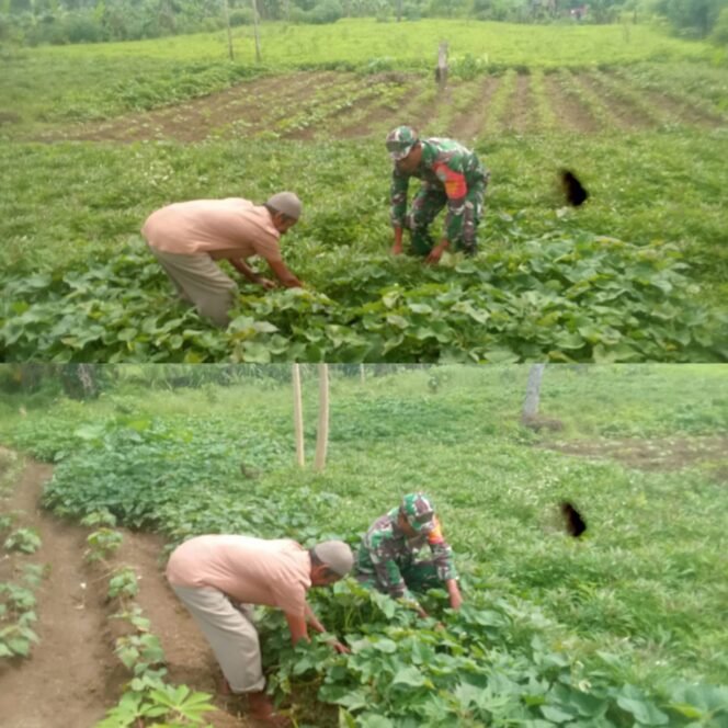 
					Lahan Ubi Jalar Dibersihkan, Babinsa Jadi Penyemangat Petani di Lhok Guci