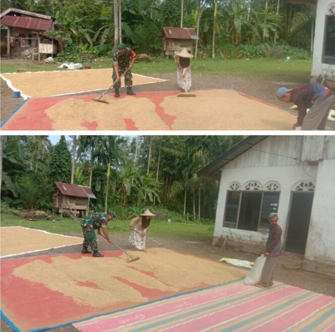 
					Kehadiran Babinsa TNI AD Memberi Semangat bagi Petani dalam Mengolah dan Menjemur Hasil Panen