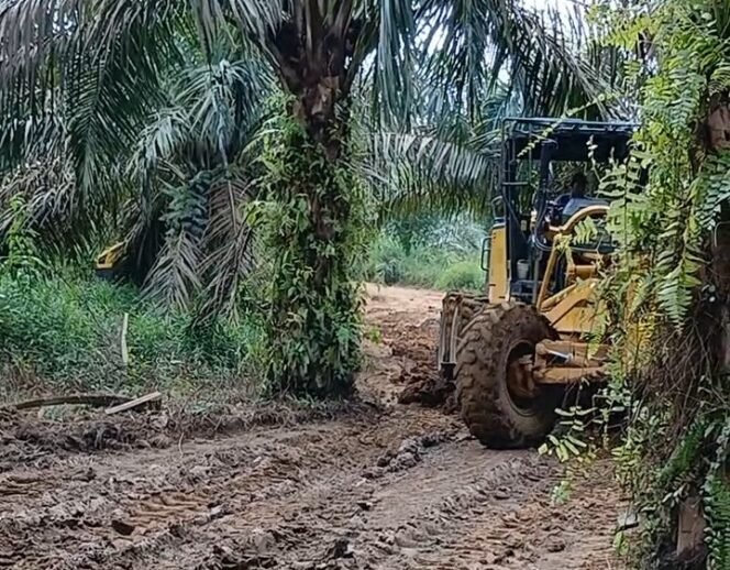 
					Akhirnya Tembus! Jalan TMMD 128  2 Kilometer Buka Akses ke Kebun Sawit Warga Lubuk Tampang